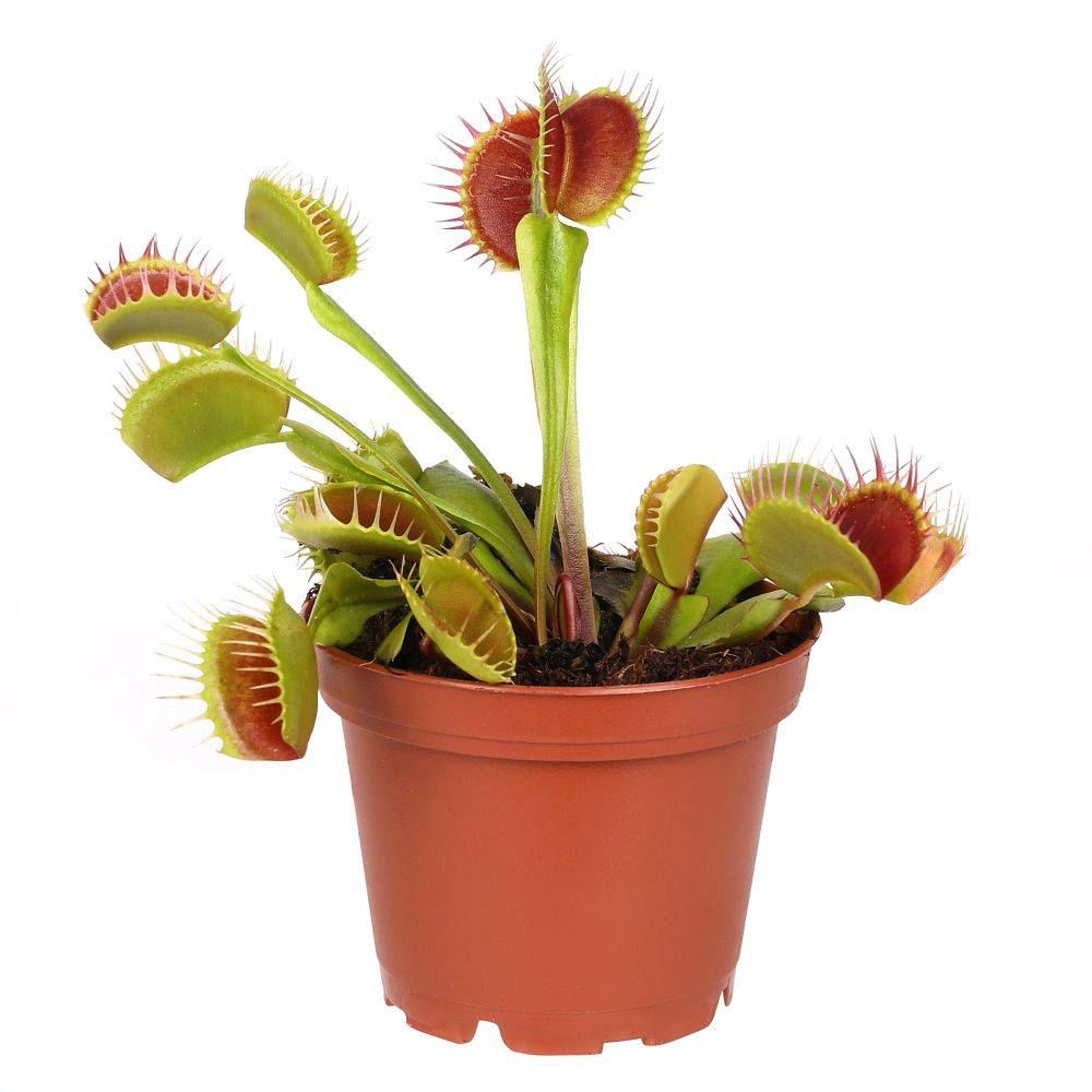 Potted Venus Fly Trap