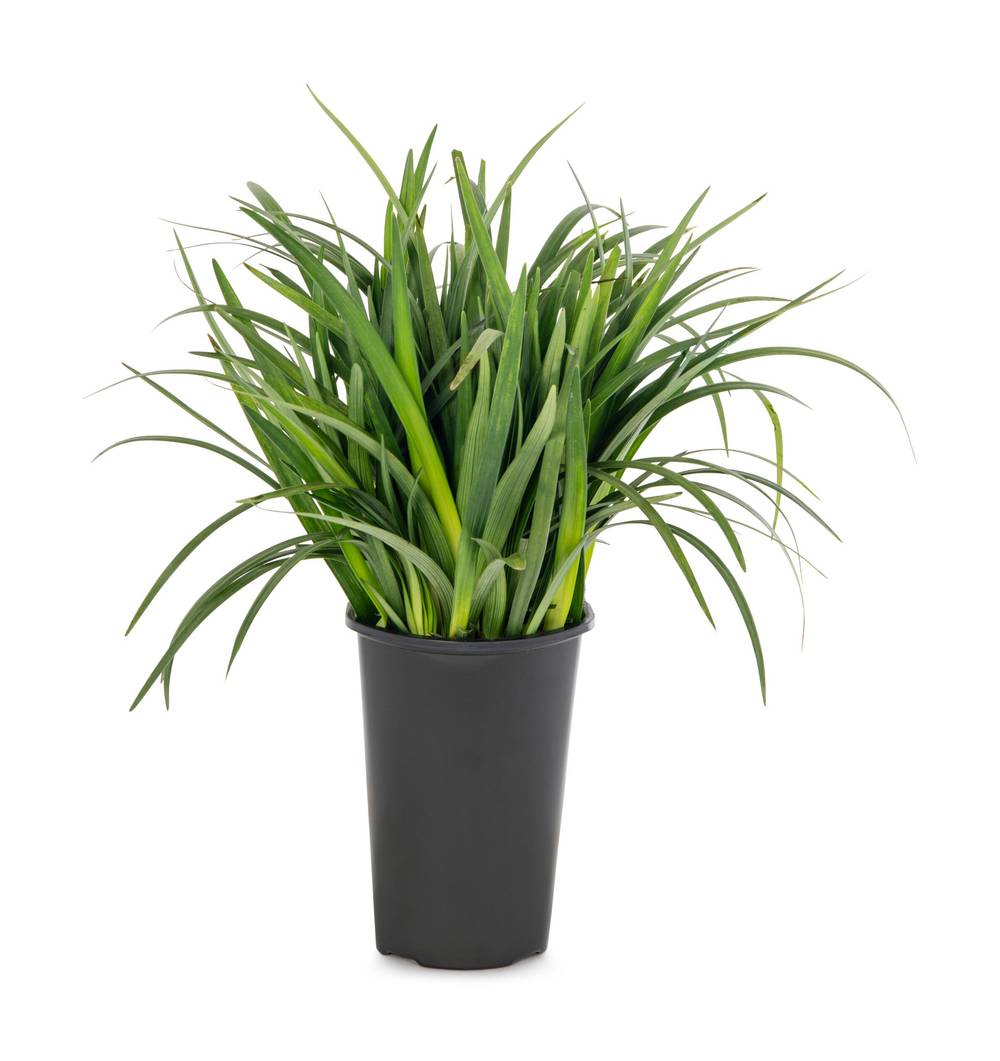 Lowe's Purple Muscari Liriope Plant in 2 -Quart Pot 1 -Pack | 5751552