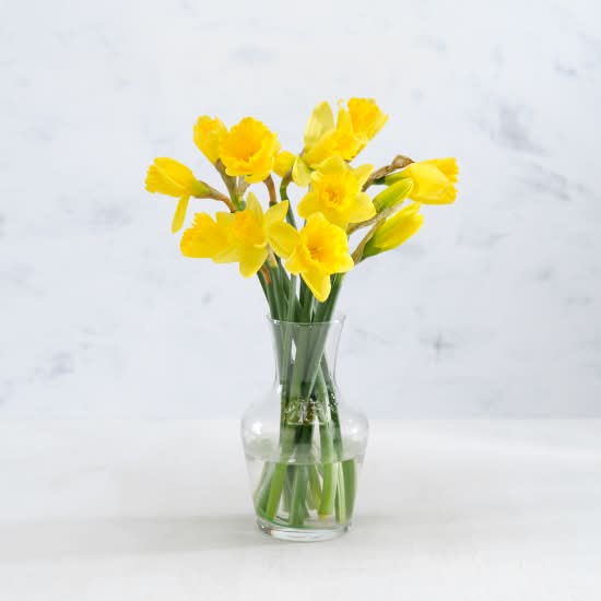 Co-op British Daffodils