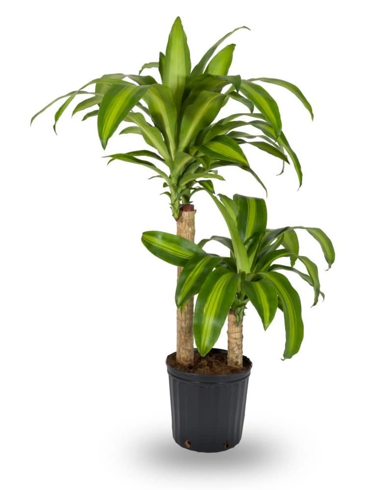 Lowe's Corn Plant House plant in 1.72 Gallon(s) Pot 1 -Pack