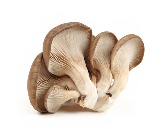 Mushrooms Oyster