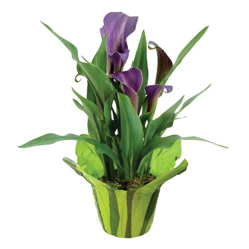 Calla Lily 4.5-Inch