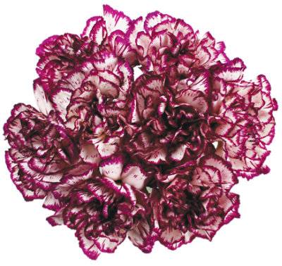 Carnations Seasonal - 8 ST