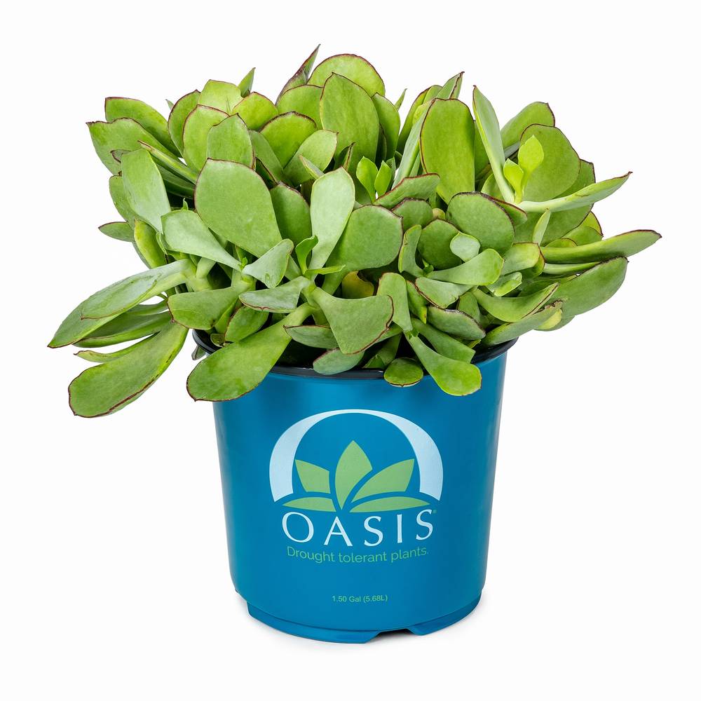 Lowe's Succulent in 1.7-Pint Pot | NURSERY