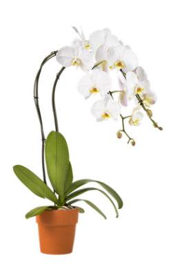 DEBI LILLY 6 WHITE PHAL IN CLAY