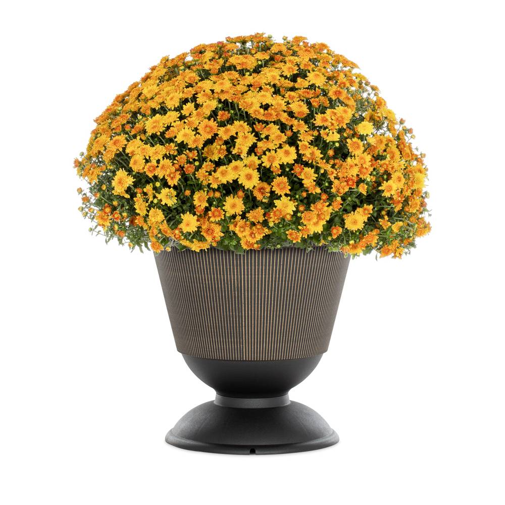 Lowe's Orange Mum in 2.5-Gallon Planter | NURSERY