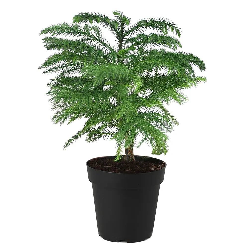 Holiday Living Norfolk Island Pine House Plant in 1.75-Gallon Pot | NURSERY