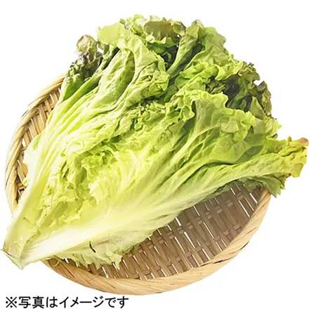 サニーレタス 1ｺ