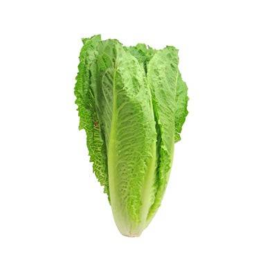 Laitue romaine (Gr 24) - Romaine lettuce (1 Unit)