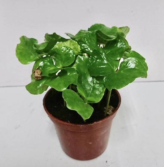 咖啡樹 3吋/塑膠盆 (44號攤-陳允花研所/A004-15)