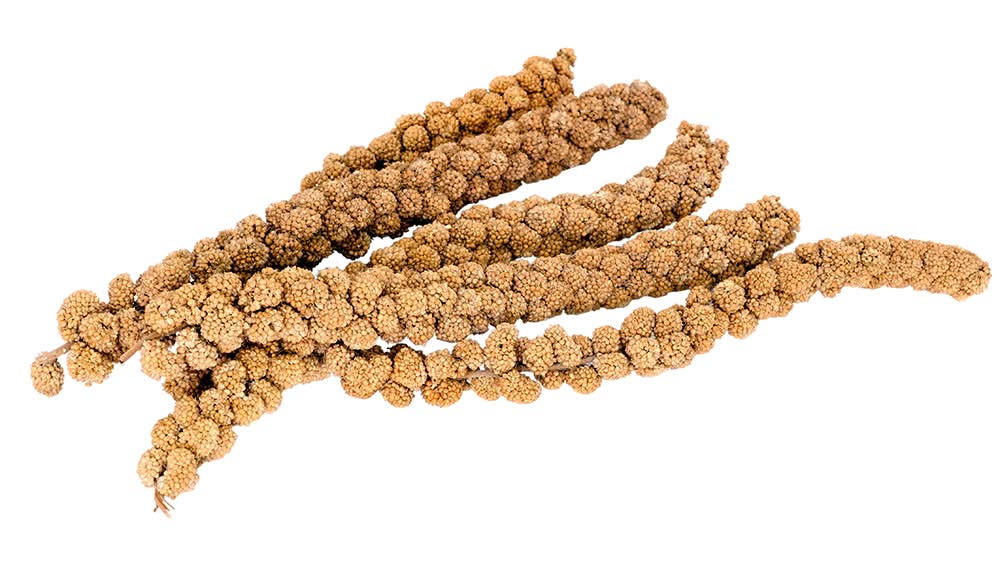 Living World Spray Millet Bird Treat (5 lb)