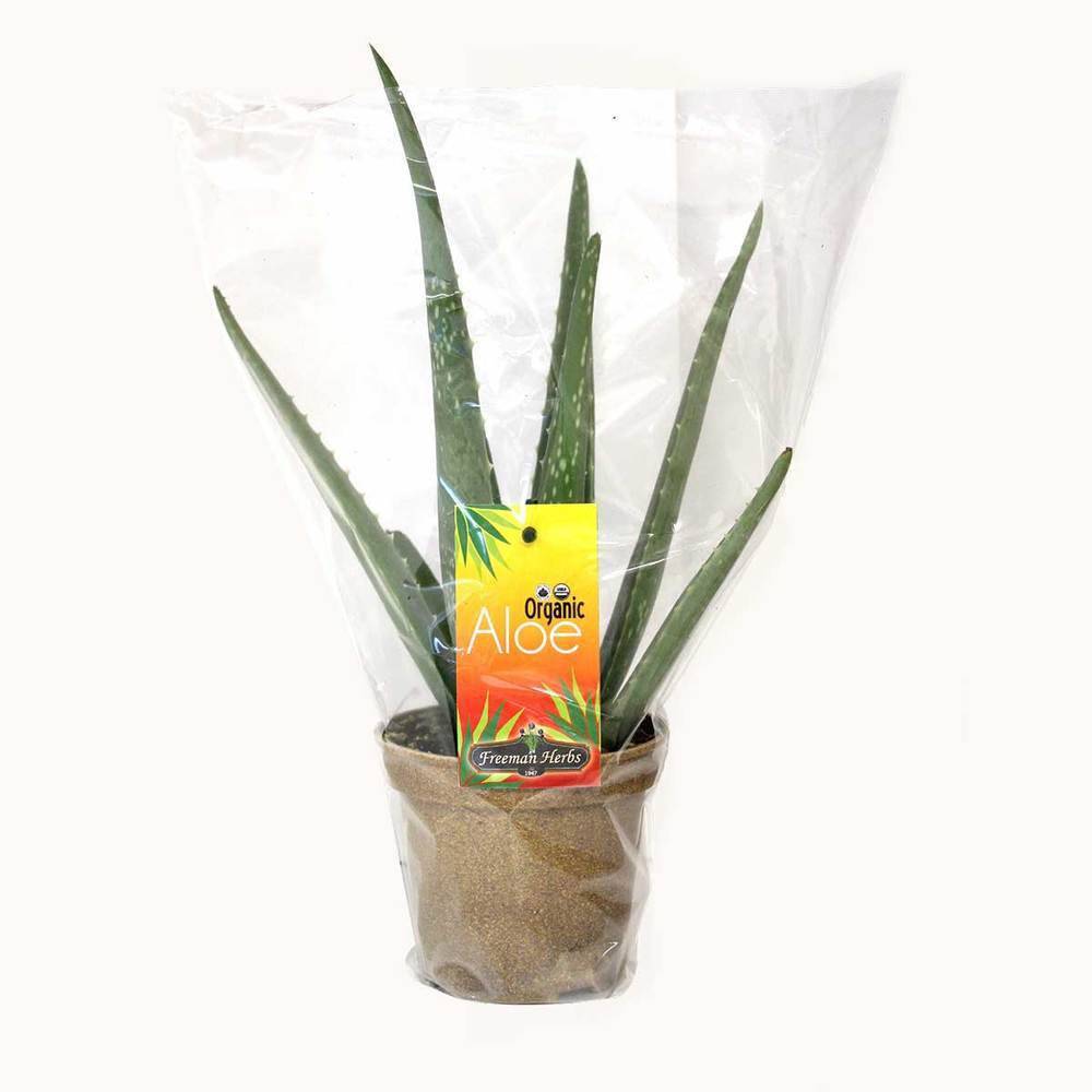 Organic Potted Aloe