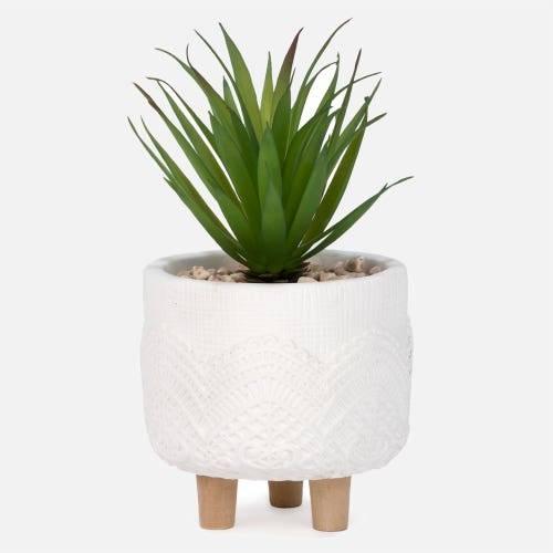 Succulent In White Textured Pot (1 unit)