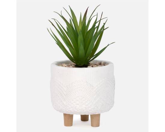 Succulente Dans Un Pot Blanc Texturé (None) - Succulent In White Textured Pot (1 unit)