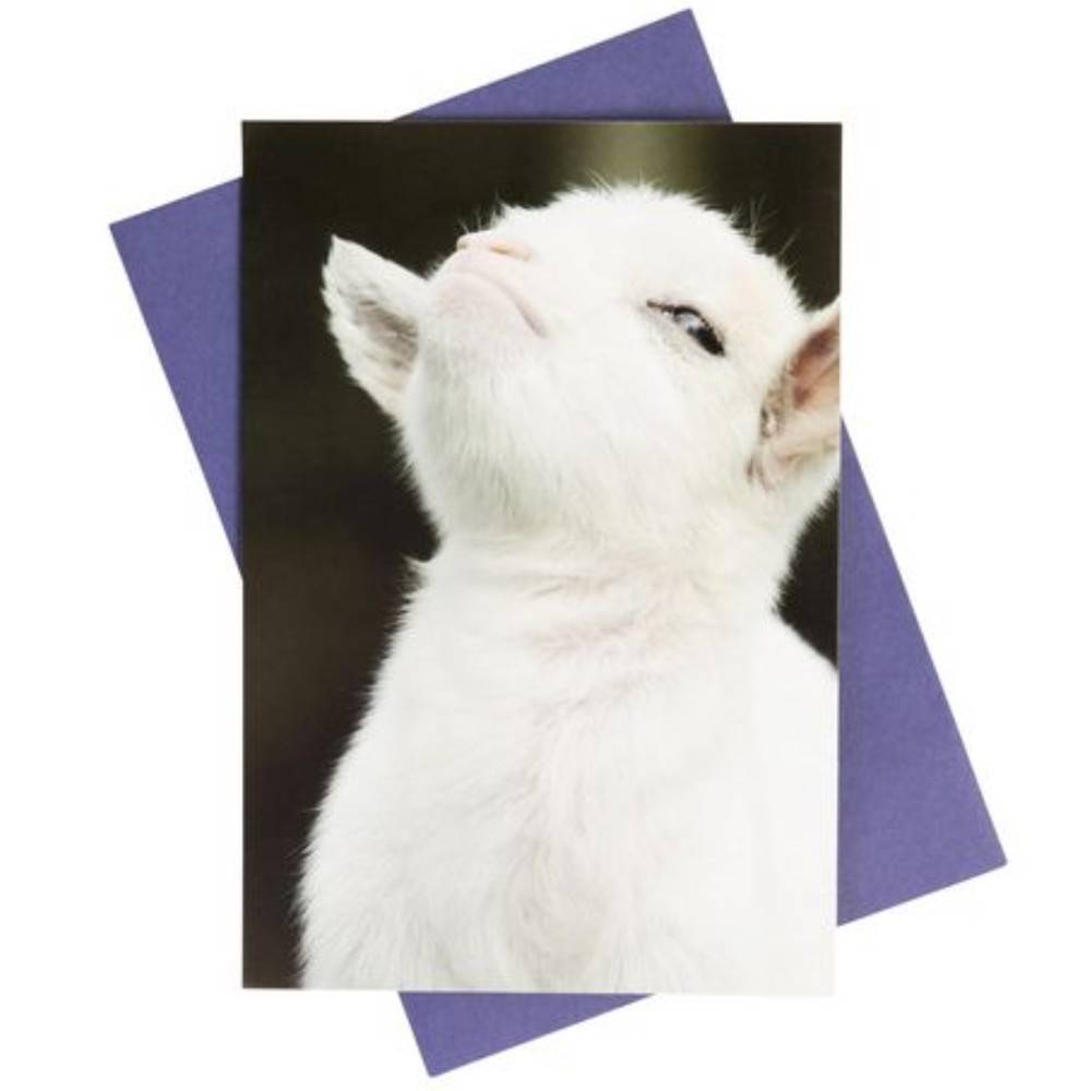 What Do You Meme? Congratulations Sheep Card Delivery Near Me Order