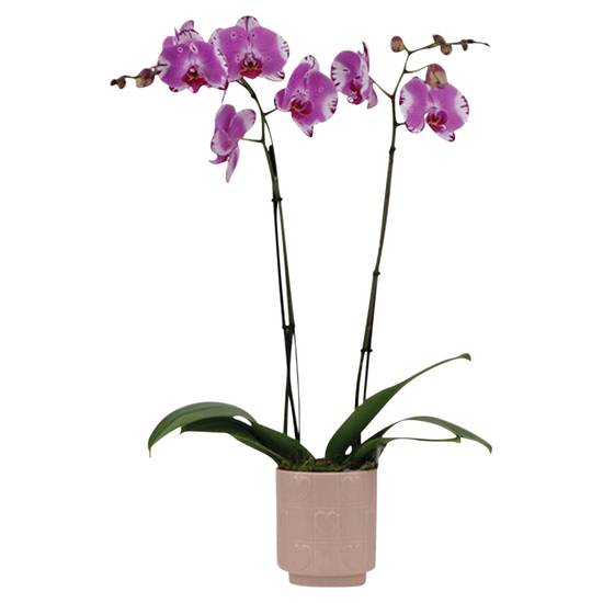 Orchid in Ceramaic Pot