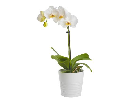 Phalaenopsis Orchid (5 in)