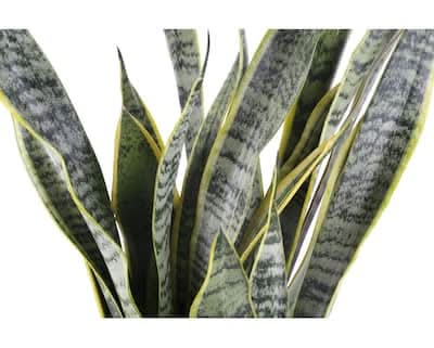 Vigoro Sansevieria Plant In White Decor Pot (6 in) | Postmates