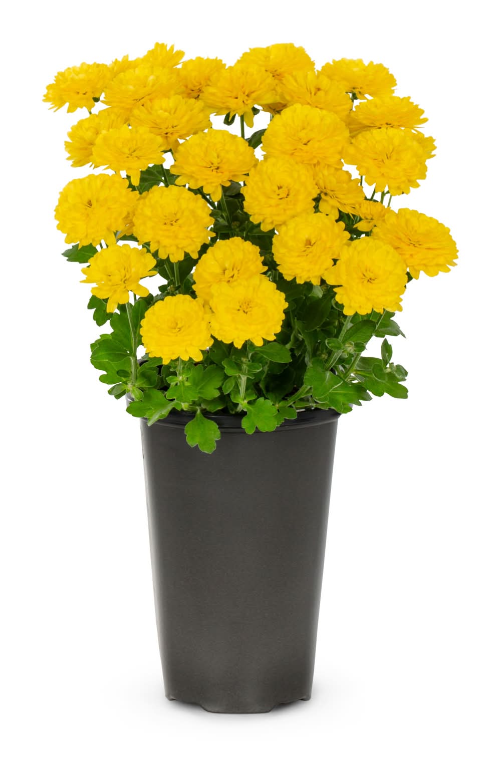 1 Quart(s) Yellow Chrysanthemum 1 -Pack