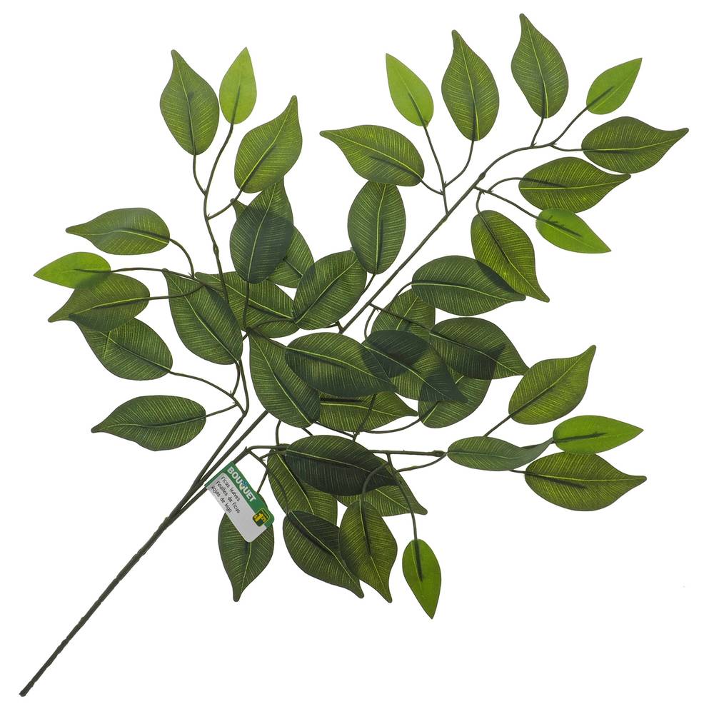 Bouquet feuilles de ficus sur longue tige - ficus leaves on long stem