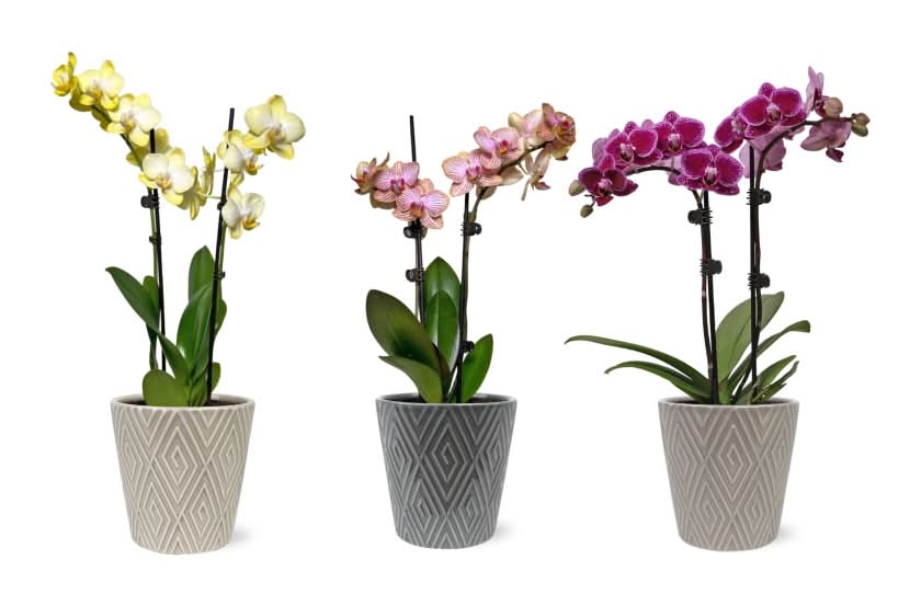 Bloom Haus Fresh Live Potted Phalaenopsis Orchid