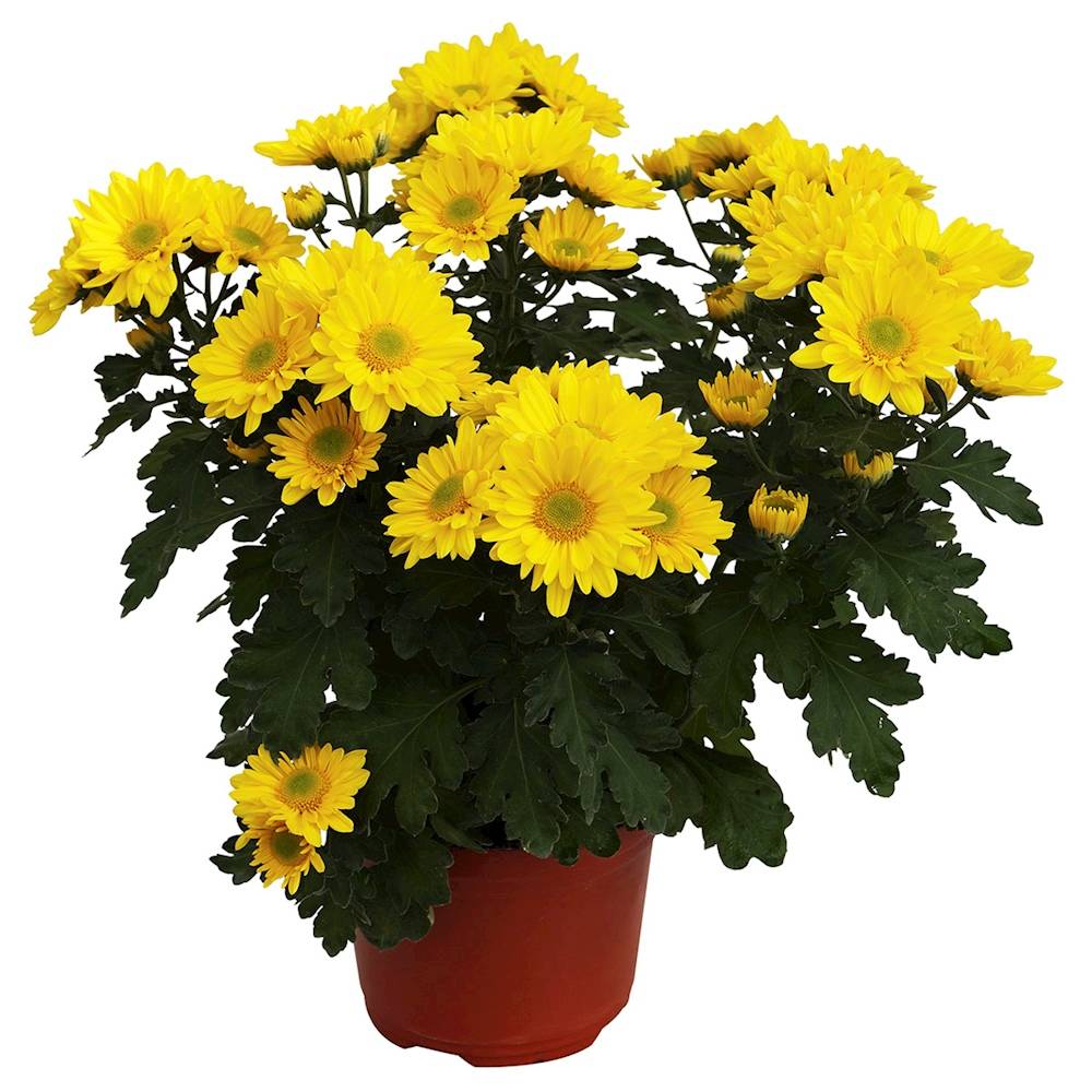 Floramundo planta natural crisantemo amarillo