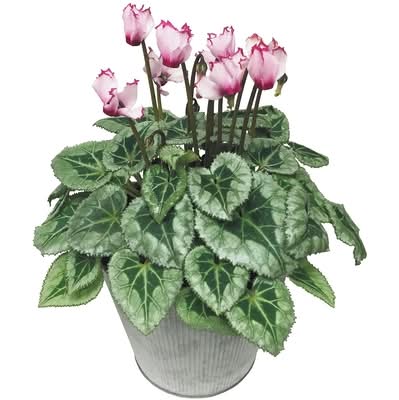 Cyclamen 6 Inches 1.0 EA