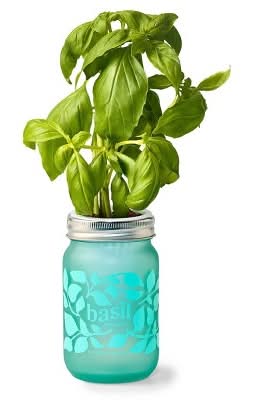 Modern Sprout Basil Pint Jar Grow Kit, Green