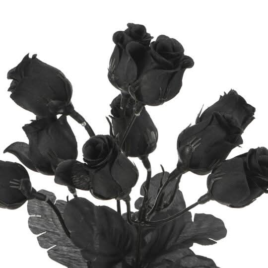 Ashland Black Rose Bush Delivery Near Me | Order Online | Uber Eats