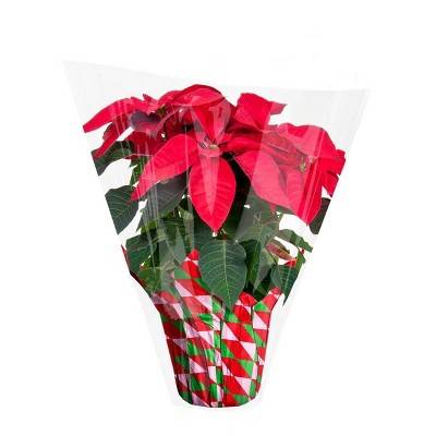 Live 6.5" Red Poinsettia Christmas Plant - Spritz™