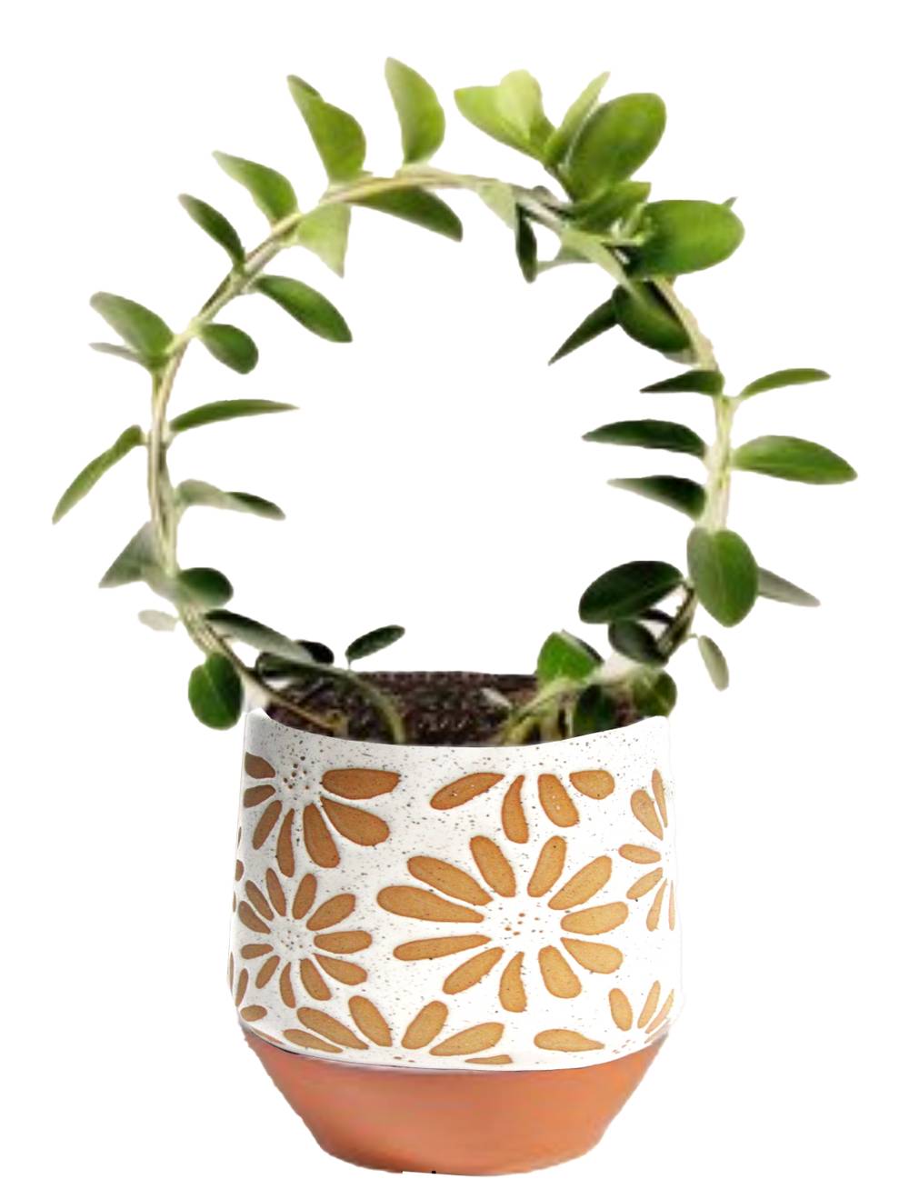 LiveTrends FLORAL COLLECTIVE House plant in 12 Ounce(s) Pot 1 -Pack | ASB07609