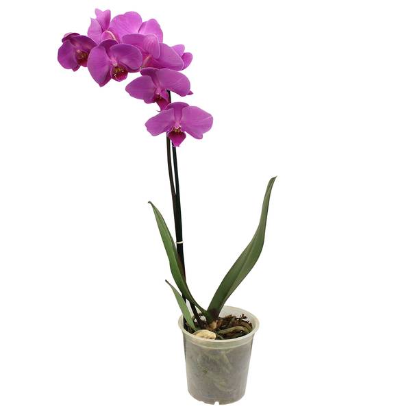Orquídea phalaenopsis (pote 12)