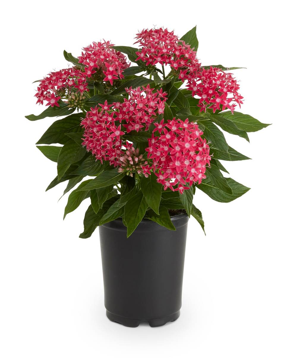 Multicolor Pentas in 1 Quart(s) Pot | 318959