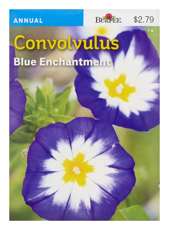 Burpee Convolvulus Blue Enchantment Seeds (0.04 oz)