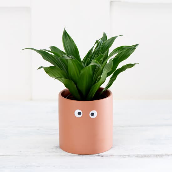aglaonema air purifying indoor plants Chinese Evergreen, Aglaonema Golden Papaya