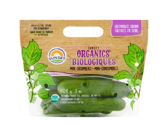 Sunset Organic Mini Cucumbers