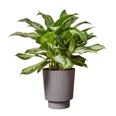 10" Ellis Foliage - Good Little Garden™