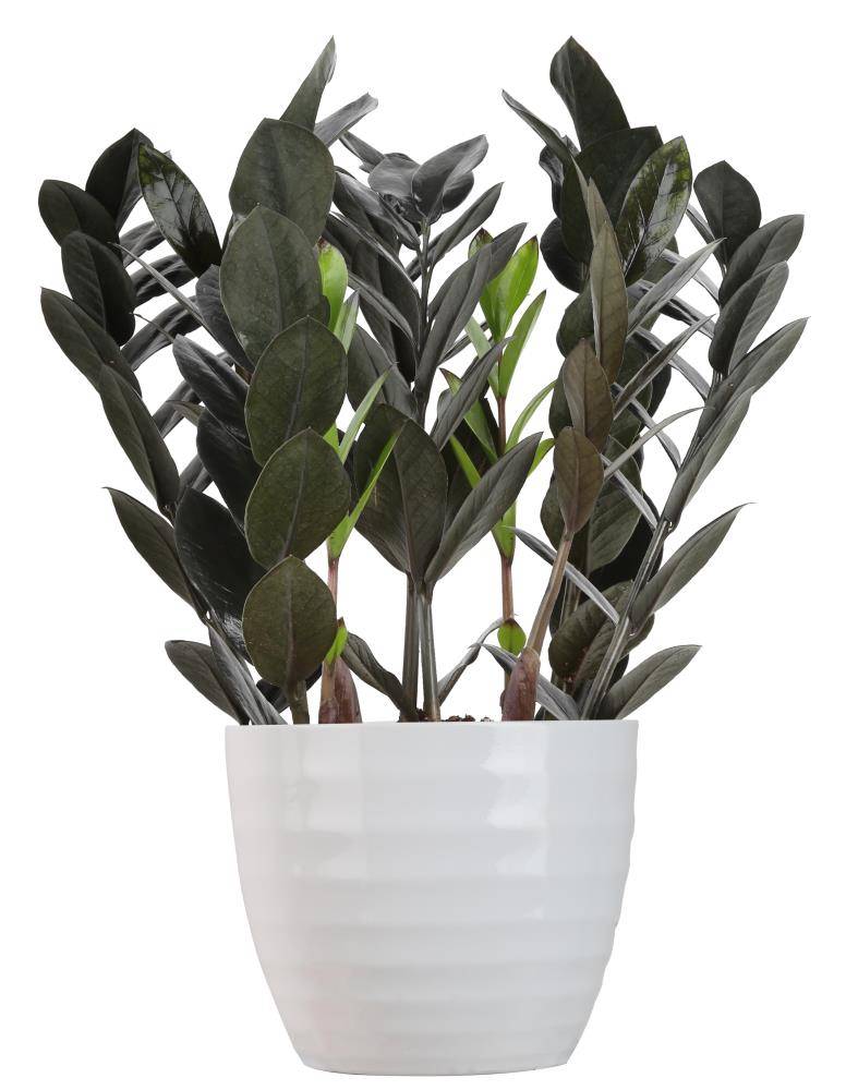 Lowe's Zamioculcas House Plant in 1.4-quart Planter