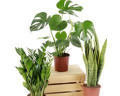 Bioma Plants (Santa Maria)