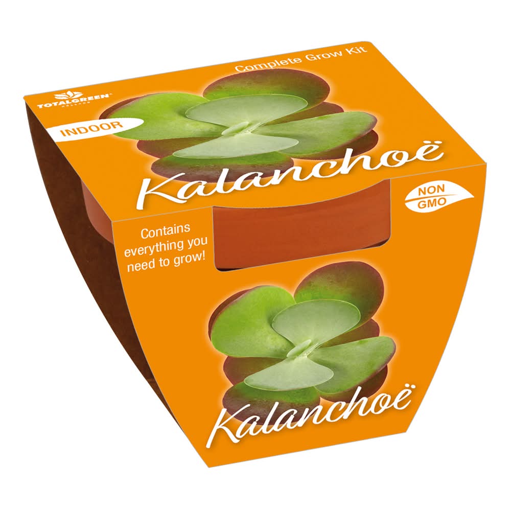 TotalGreen Holland Succulent Grow Kits, S, Kalanchoe