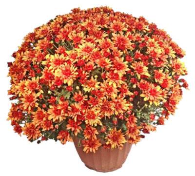 Mums Hardy 8-9 Inch - Ea