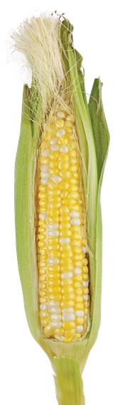 Fresh Sweet Corn