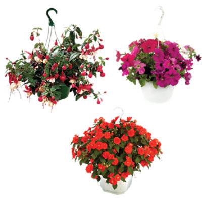 Annual Hanging Basket 10 Inch - 10 In