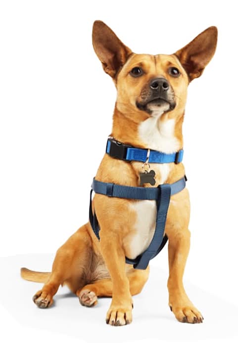 YOULY Adjustable Dog Harness, Blue, Medium/Large