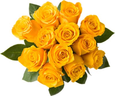 Roses, Yellow-Orange