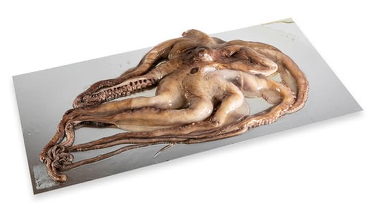 Octopus