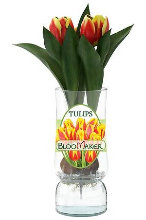 Bloomaker Tulips in Glass
