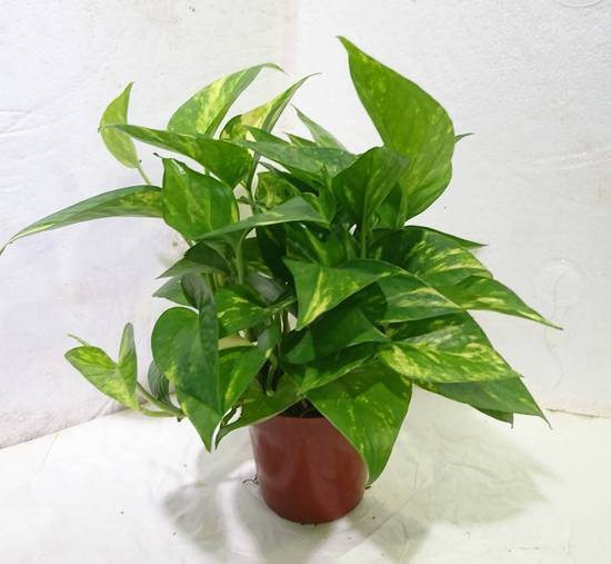 黃金葛 3吋/塑膠盆 (44號攤-陳允花研所/A004-15)