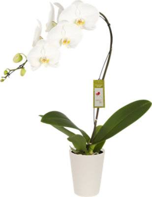 Blooming Cascading Orchids Ceramic Pot 6 Inch - Each