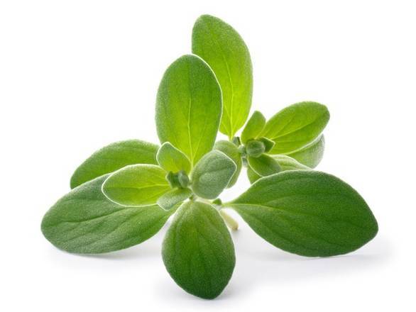 Marjoram (1 ct)